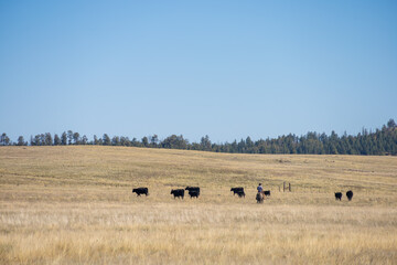 Obraz premium herd of cows