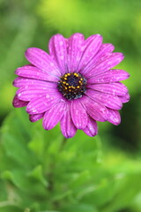Fototapeta premium A top view of a purple bloom with water droplets