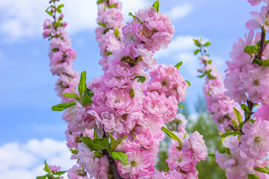 Branches of Pink blooming flowers Louiseania triloba, Prunus triloba, Amygdalus triloba in the spring garden. Blossoming tree over blue sky background.