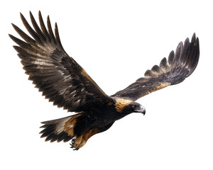 Fototapeta premium Wedge Tailed Eagle Flying High in Sky