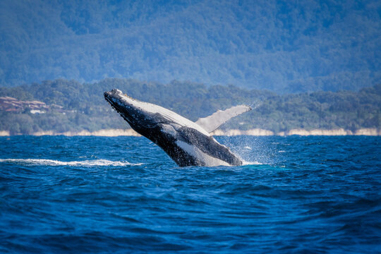 Young humpback whale jumping in front of the beach in Byron Bay Australia