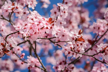 A branch with an inflorescence of pink flowers on a blurred background