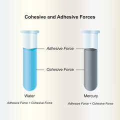 Adhesion - cohesion. Concave and convex meniscus. Vector illustration of water adhesion and adhesion.