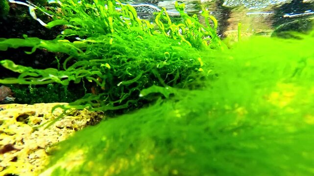 Green algae Enteromorpha sp. sway underwater in clear transparent water on rocks near the shore in the Black Sea