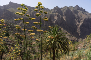 Agave flower stalks and Canary palm amid steep volcanic cliffs of Masca Valley, Tenerife, Canary Islands, Spain.