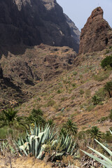 Iconic Roque de Catana rock pinnacle towers over Masca Valley gorge with agave and palms, Tenerife, Canary Islands, Spain.