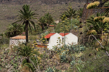 Traditional whitewashed houses with red tile roofs nestled among agave blooms and date palms on...