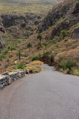Camino Real las Arenas road winds through palm-lined gorge near Los Silos, Tenerife, Canary Islands, Spain.