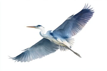 Fototapeta premium Minimalist watercolor bird study: heron in flight on a white background