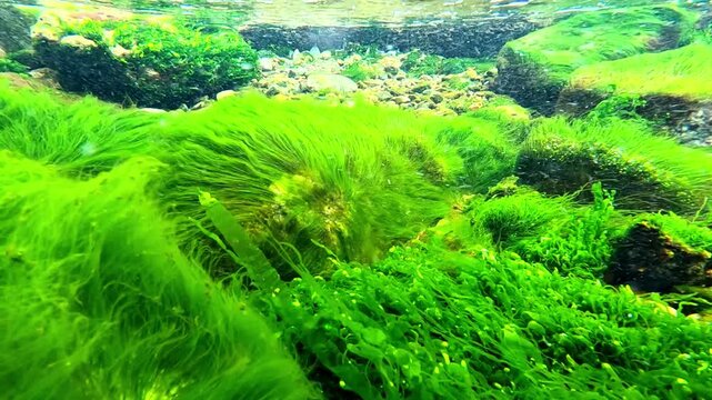 Green algae Enteromorpha sp. sway underwater in clear transparent water on rocks near the shore in the Black Sea