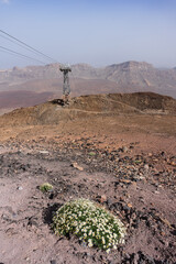 Cable car tower rises from volcanic plateau with spring alpine daisies blooming amid rocky terrain; dramatic northern ridge of Teide caldera, Teide National Park, Tenerife, Canary Islands, Spain.