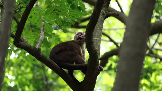 Capuchin Monkeys in Parque Tayrona, Colombia
