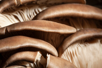 oyster mushrooms macro on black background
