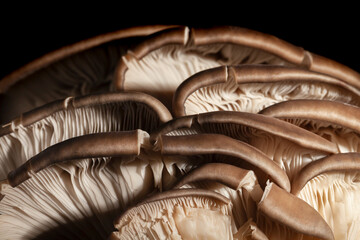 oyster mushrooms macro on black background