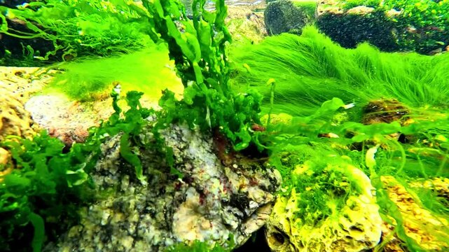 Green algae Enteromorpha sp. sway underwater in clear transparent water on rocks near the shore in the Black Sea