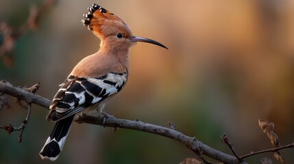 Fototapeta premium Profile of a hoopoe displaying its crest on a sunlit forest edge