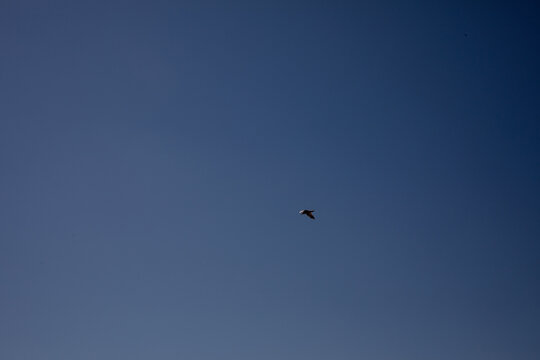 paragliding in the blue sky