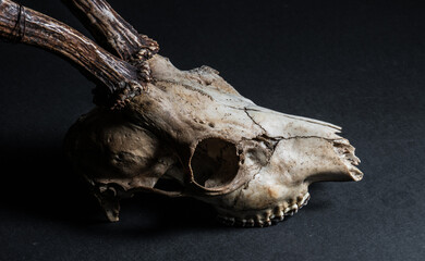 Detailed closeup of roe deer Capreolus capreolus skull teeth. © Trygve
