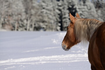 Portrait eines schönen Pferdes frei im Neuschnee vor schneebedeckten Bäumen © Grubärin