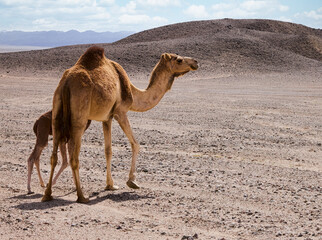 camel in the desert