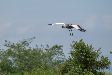 Obraz premium A Grey Crowned Crane, the national bird of Uganda, is on a glidepath coming in to land in Uganda