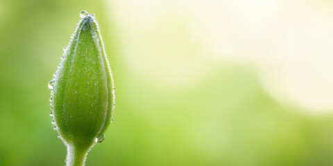 Green flower bud covered in dew drops, emerging in morning light, showing new growth and freshness