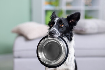 Cute Border Collie dog with feeding bowl indoors, closeup