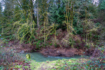 River And Twisty Branches
