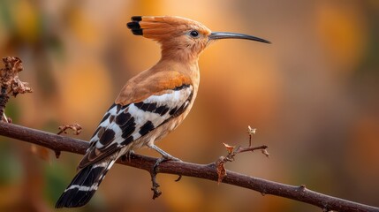 Fototapeta premium Serene wildlife moment: hoopoe on a branch with distinctive crest in natural setting