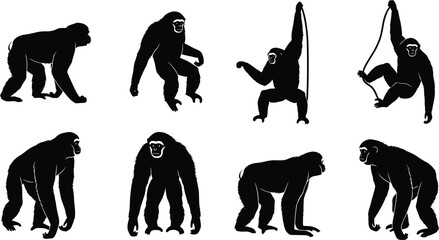 Set of black monkey and ape silhouette illustrations showing walking, standing, climbing and swinging poses isolated on white background vector collection © Shariyar Pantho