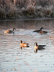 Geese on the Pond