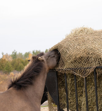 horse eating hay from a slow feeder hay net around a round bale in paddock on farm in Ontario ojibwe horse at m&acirc;dah&ograve;k&igrave; farm in Ottawa Ontario Canada