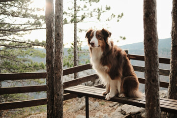 Australian shepherd sitting on a wooden bench at a forest lookout in Tara National Park, Serbia. Peaceful pet scene with trees and distant mountains.