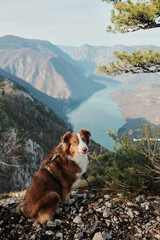 Australian Shepherd sitting near pine tree on mountain edge overlooking Drina River and Perucac Lake, Tara National Park, Serbia. Peaceful outdoor atmosphere.