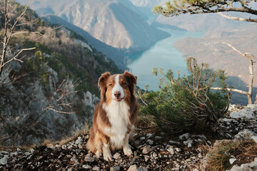 Australian Shepherd sitting on rocky ground with Drina River canyon in background, Tara National Park, Serbia. Strong connection between pet and wild nature.