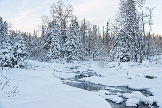 Petit ruisseau glac&eacute; au milieu d'une foret de pins enneig&eacute;s