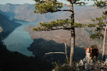 Australian Shepherd standing on mountain ridge with pine trees and Drina River below in Tara National Park, Serbia. Adventure and travel with pet concept.