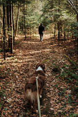 Australian Shepherd on forest trail looking at person walking ahead in Tara National Park, Serbia. Hiking with dog and outdoor lifestyle theme.