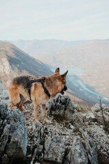 German shepherd standing on rocky cliff with view of Drina River and Perucac Lake in Tara National Park, Serbia. Mountain dog adventure scene.