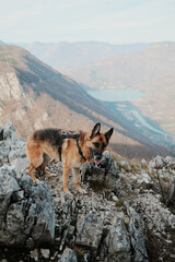 German shepherd standing on rocky cliff with view of Drina River and Perucac Lake in Tara National Park, Serbia. Mountain dog adventure scene.