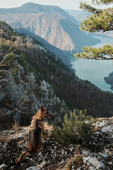 German Shepherd sitting on rocky ground facing mountain valley and Drina River in Tara National Park, Serbia. Peaceful outdoor scene with pine trees.