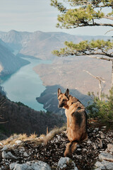 German Shepherd sitting on rocky ground facing mountain valley and Drina River in Tara National Park, Serbia. Peaceful outdoor scene with pine trees.