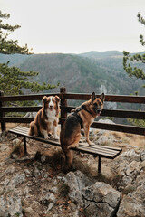 German and Australian Shepherd resting on a wooden bench at a mountain viewpoint above a deep river canyon in Tara National Park, Serbia. Hiking with pets concept.