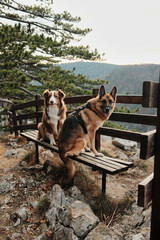 German and Australian Shepherd resting on a wooden bench at a mountain viewpoint above a deep river canyon in Tara National Park, Serbia. Hiking with pets concept.