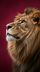Naklejka premium Lion Portrait on Dark Red Background
