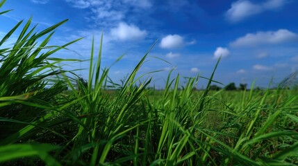 Naklejka premium Lush Green Grass Under Bright Blue Sky with Fluffy White Clouds in a Serene Landscape Setting