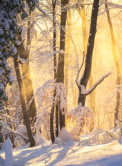 Fairy snowy forest in fog in beautiful winter at golden sunset. Colorful landscape with foggy trees in snow, orange sunlight in evening. Snowfall in misty woods. Wintry woodland. Snowy forest. Nature
