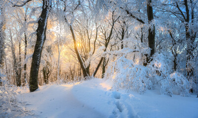 Fairy snowy forest in beautiful winter at golden sunset. Colorful landscape with frosty trees in snow, trail, orange sunlight in evening. Snowfall in magical woods. Wintry woodland. Forest in Croatia