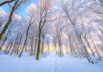 Fairy snowy forest in beautiful winter at golden sunset. Colorful landscape with trees in snow, trail, orange sunlight in evening. Snowfall in magical woods. Wintry woodland. Snowy forest in Croatia