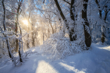 Fairy snowy forest in beautiful winter at golden sunset. Colorful landscape with frosty trees in snow, trail, orange sunlight in evening. Snowfall in magical woods. Wintry woodland. Forest in Croatia